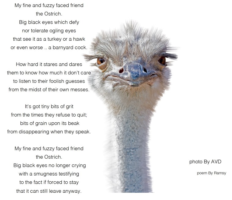 ostrich female head isolated