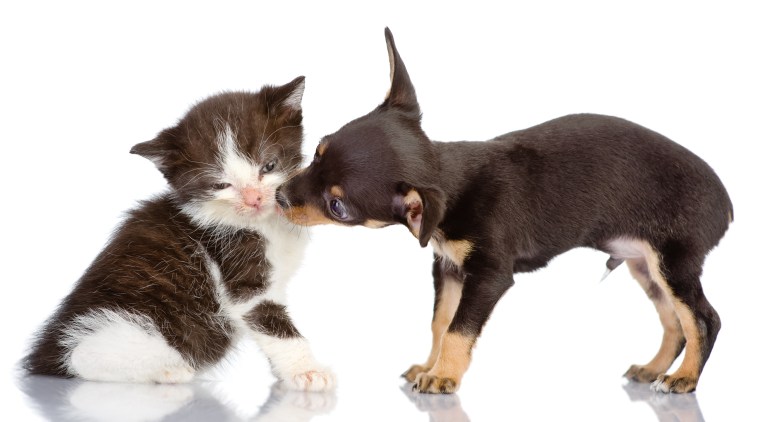 the puppy kisses a kitten. Isolated on a white
