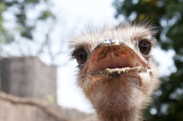 Ostrich gossipy, photographed in nature reserve Fathala, Senegal