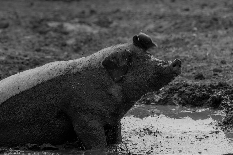Pig in the mud on a farm in Finland