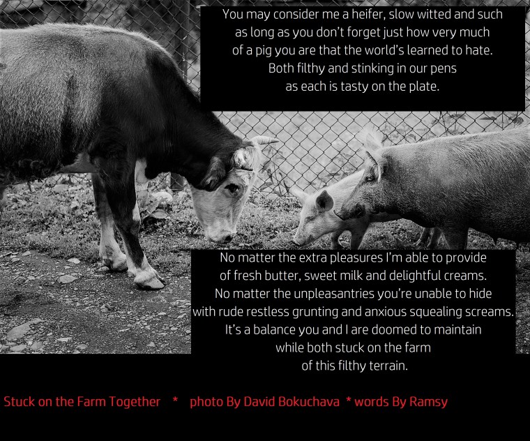 Life on a farm. Bull and pig with a cheerful piglet meet each other. Bull shows aggression towards the sow. Mother pig will grunt shortly and aggressively. After that they all will go away in peace