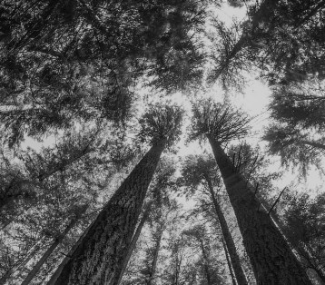 looking up at a sunlit forest through a fisheye lens