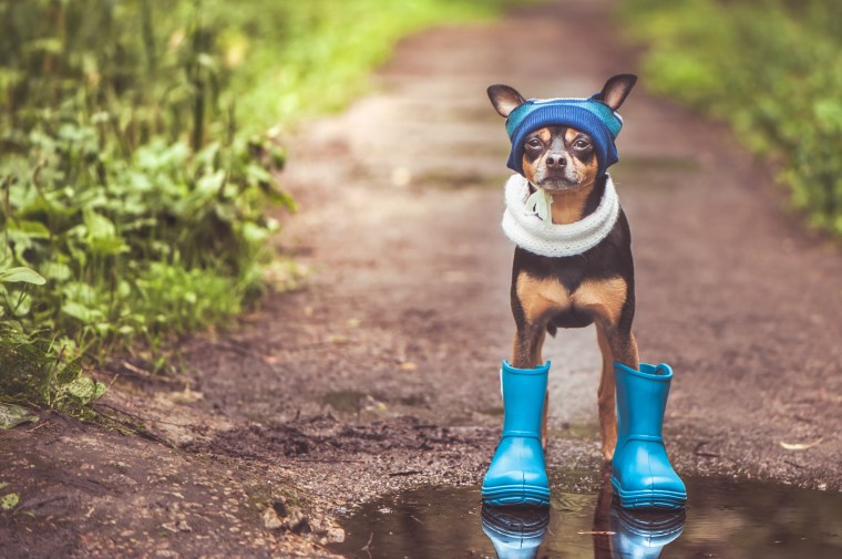 Funny dog in a cap and rubber boots standing in a puddle on a forest path, the theme of rainy weather, space for text