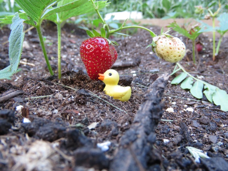 Tiny rubber duck and strawberries
