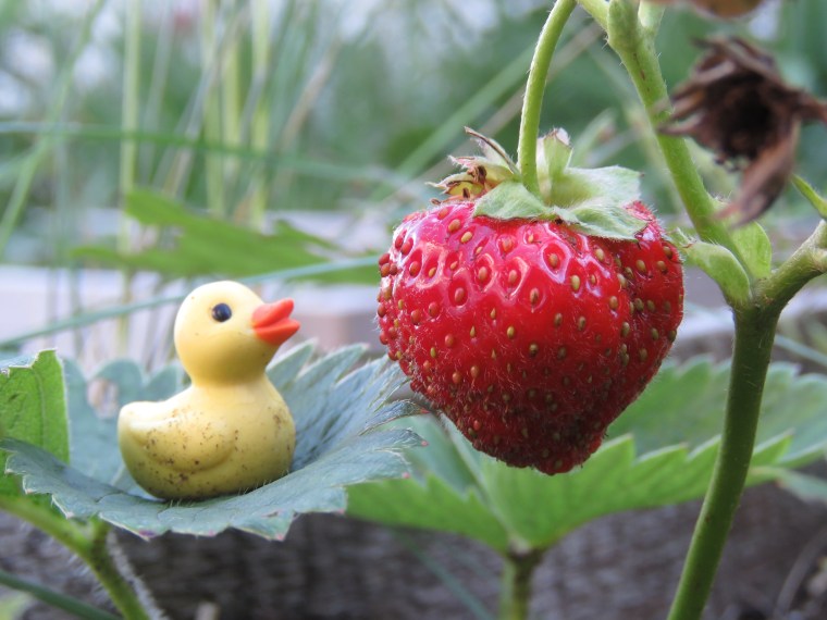 Tiny rubber duck and strawberries