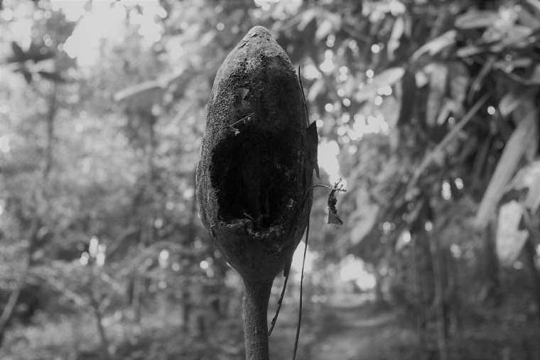 rotten fruit and seeds of Mahogany.